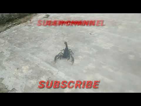 THE SCORPION KING