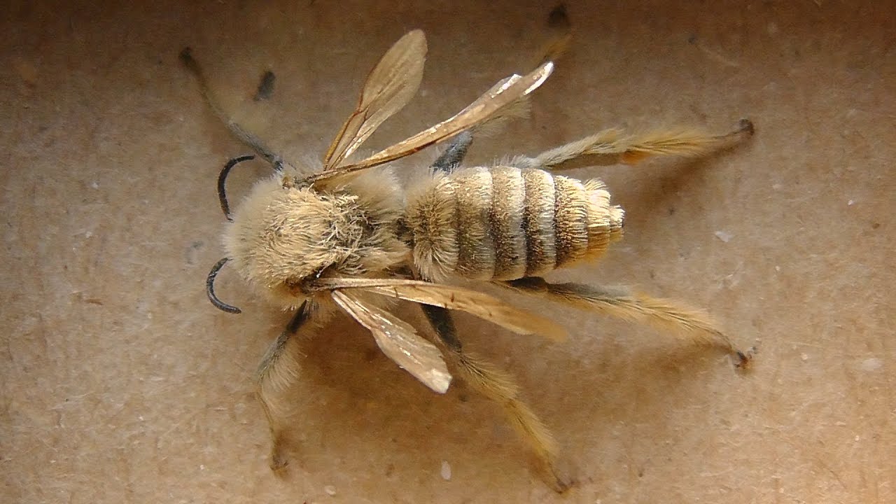 Dasypoda braccata (дазипода шаровидная)