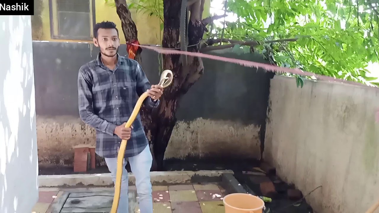 camera iphone 8 plus apk rescue Rat Snake non venomous ( धामन बिन विषारी )