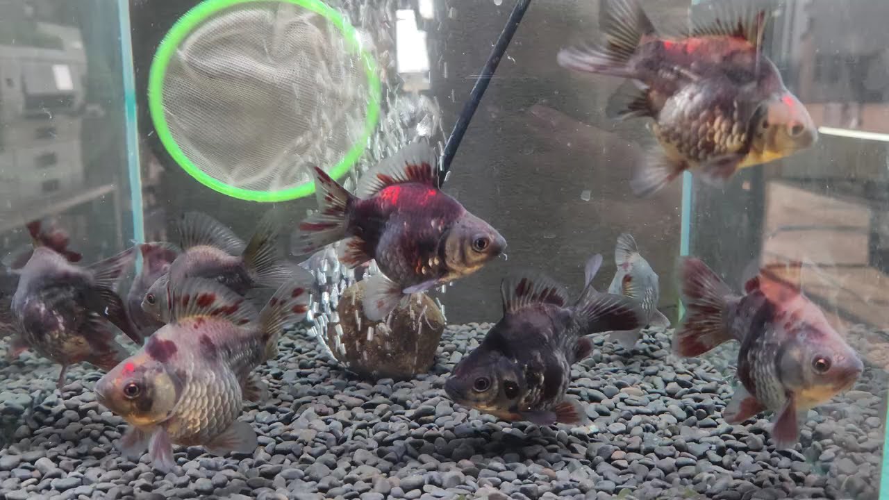 国産 黒銀極 墨キャリコ玉サバ9㎝± | 金魚•クワカブ専門店 祭