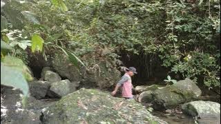 Enjoying the Beauty and Coolness of Indonesian Forests