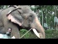Elephant in Kerala