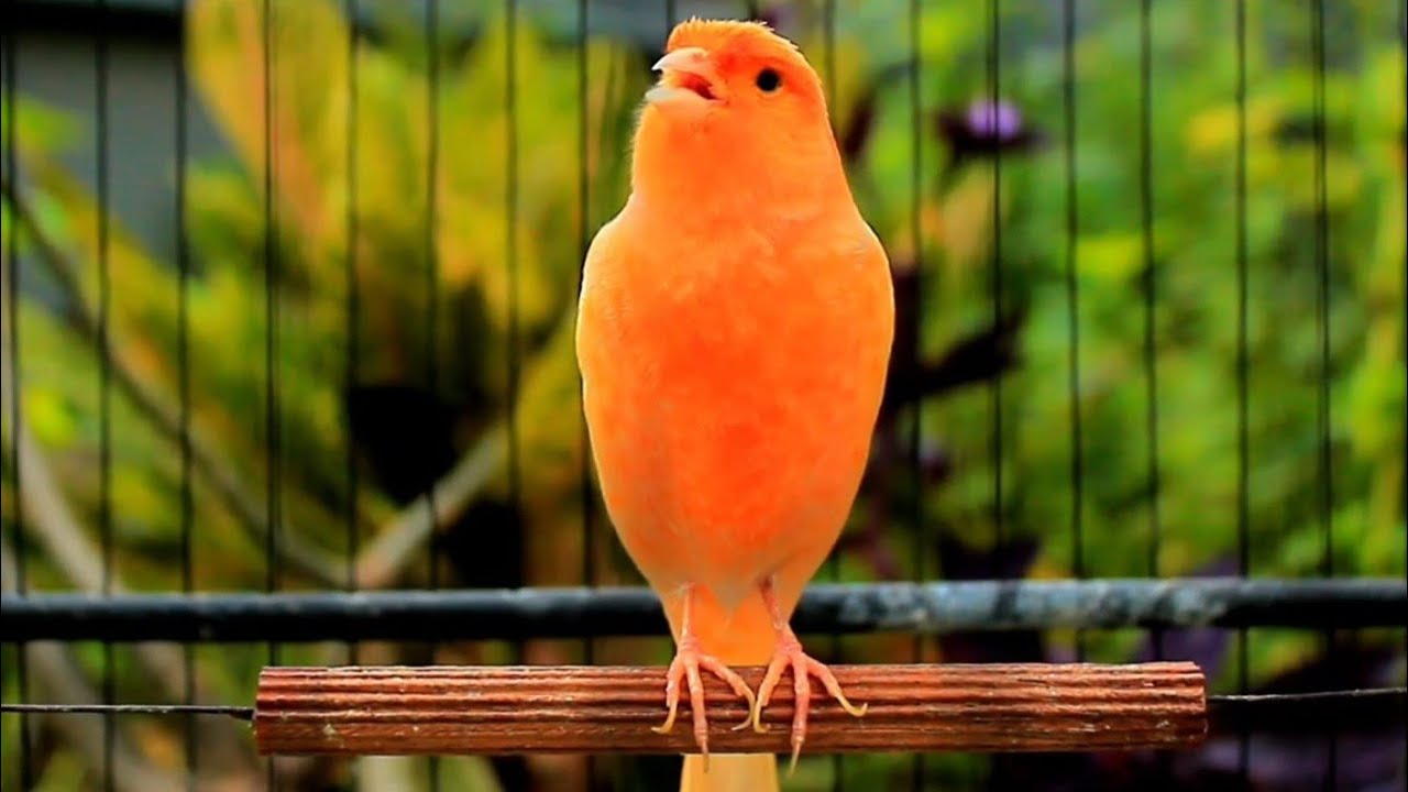 Curated visual reference: Picture Idea: The Best Belgian Canary Song To Stimulate Singing