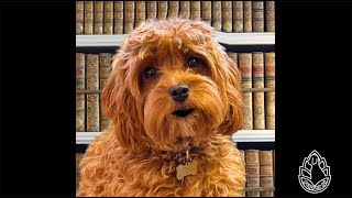 Chapter 1-3 | Lad: A Dog | Fiction Friday