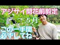 あじさいの開花前!これだけやれば綺麗になる枝の整理方法