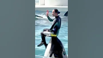 مأساة جيسيكا وفاة بطلة ترويض حوت الأوركا في معرض ميامي مأساة جيسيكا حوت الأوركا ترويض الحيتان 