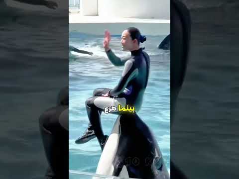 مأساة جيسيكا وفاة بطلة ترويض حوت الأوركا في معرض ميامي مأساة جيسيكا حوت الأوركا ترويض الحيتان