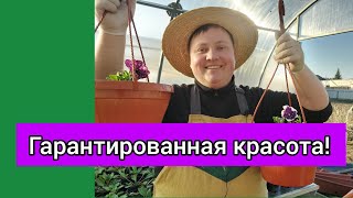 Посадка петунии в кашпо для продажи🥰