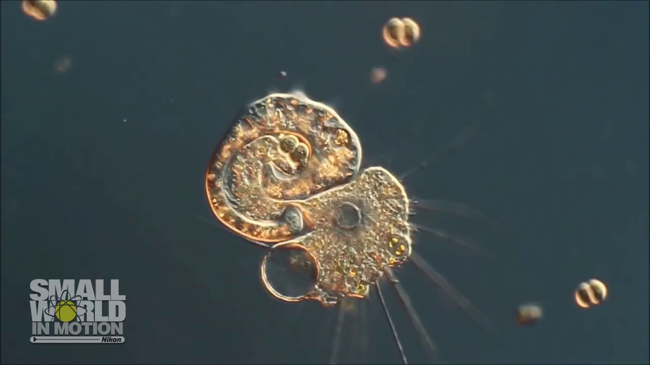 2017 Nikon Small World in Motion Competition - Honorable Mention - YouTube
