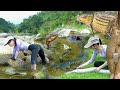 Huge wild fish nest  beautiful girl survival and catches fish bushcraft shelter skills