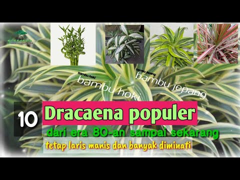 Video: Apa yang Salah Dengan Dracaena Saya: Pelajari Tentang Masalah Penyakit Dracaena