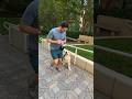 Puppy learns loose leash walking