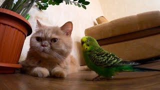 Marsik the cat and Kesha the budgie are always together