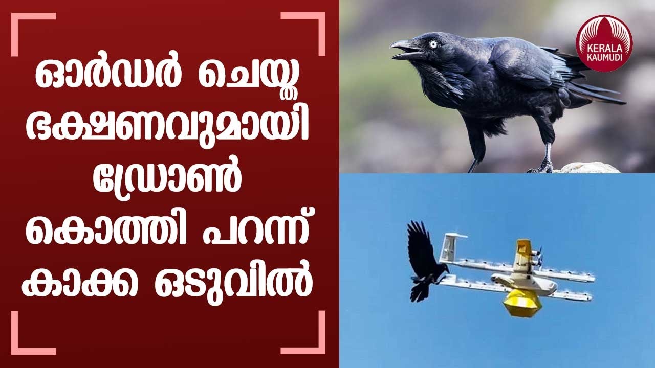 Raven attacks drone delivering coffee | Keralakaumudi - YouTube