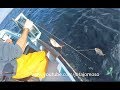 Fishing with 50  fish hook / Pesca de grosseira/gorazeira nos Açores, صيد الأسماك مع 50 خطاف الأسماك