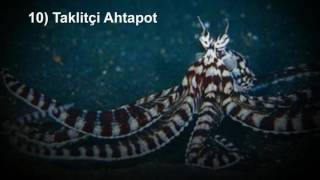 Suda Yaşayan 18 Yumuşakça screenshot 5