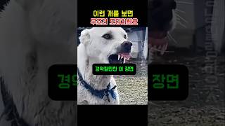 이런 개를 보면 무조건 도망치세요#광견병#개물림#강아지
