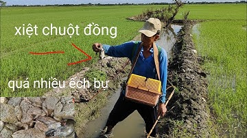 xiệt ếch chuột đồng mùa lúa mới xạ vô mánh ếch bự to quá ngon. cá trê cá lóc