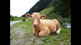 Puledri e vitelli nella natura