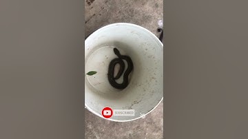 Cắm câu cá Lóc dính luôn em Rắn  nước mòng đỏ #short