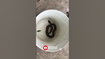 Cắm câu cá Lóc dính luôn em Rắn  nước mòng đỏ #short