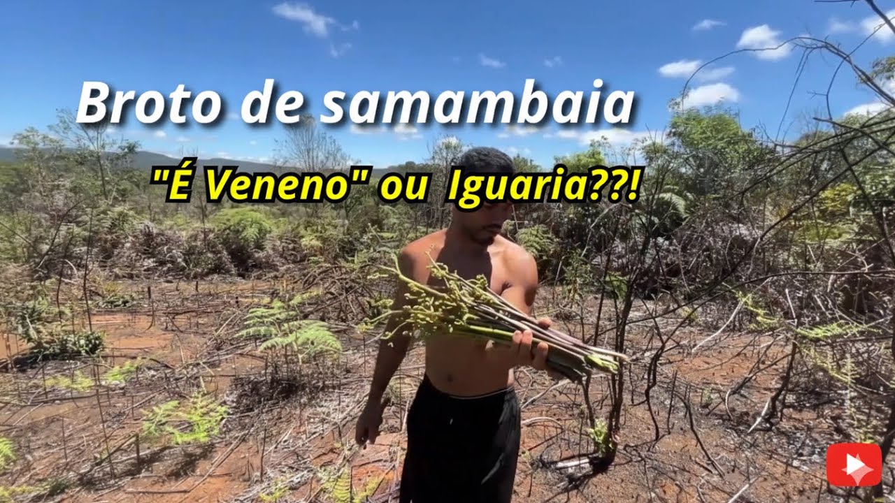 Muitos acham que é veneno, mas em Minas isso é uma iguaria! (Broto de Samambaia)
