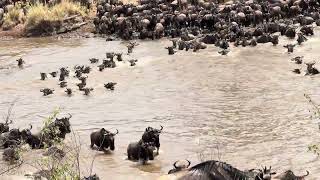 The Great Wildebeest Migration crossing the Mara River 