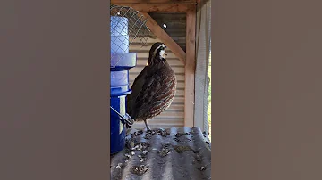 Butler Bobwhite Quail Sounds 
