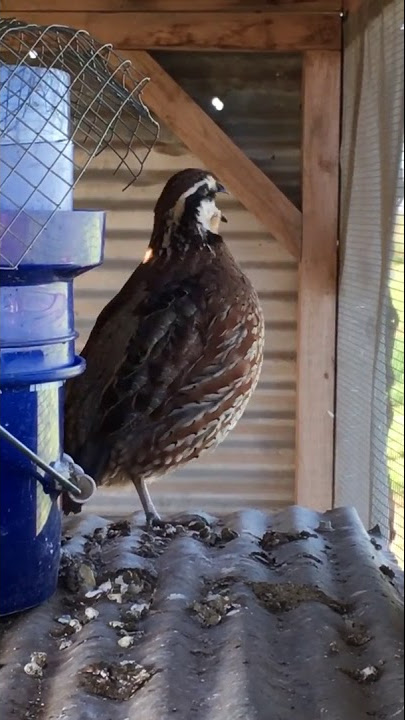 Butler Bobwhite Quail Sounds