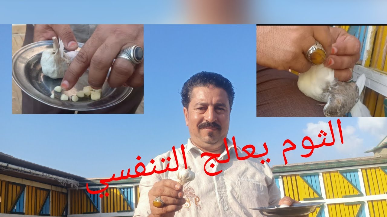 الثوم يعالج الحمام من دامعه العين#وليد_ابو_فارس