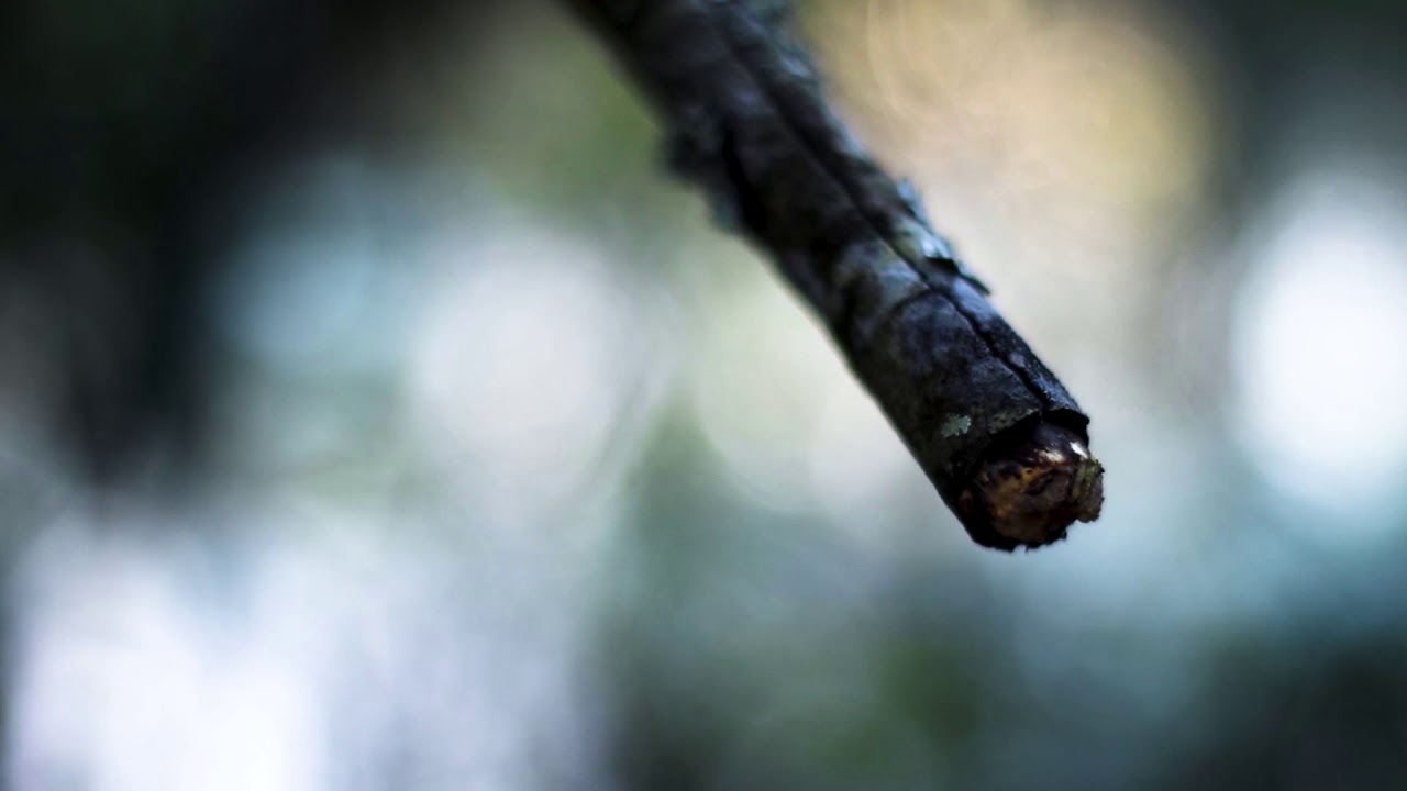 top movies on netflix Nature