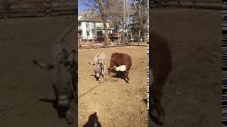Petrzilka's Calf Breaking Donkey Sale - Lot 6