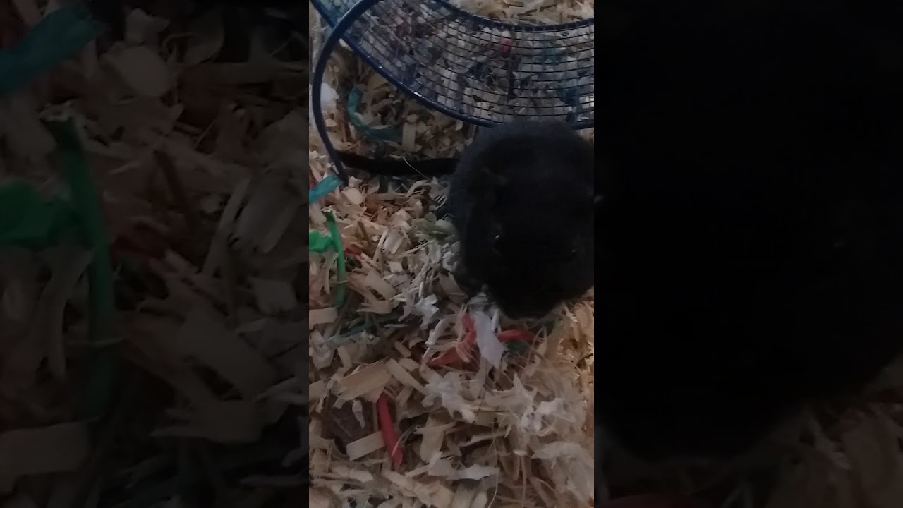 (CLOSED)FREE SQUISHIES!!BANGGOOD SQUISHY  GIVEAWAY 2 (CLOSED) RULES IN DESC!!!