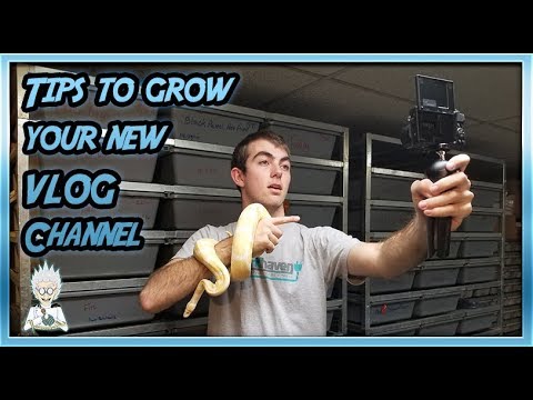 evolving wilds tcg How to Grow Your Vlog Channel [After YT Partnership Changes]