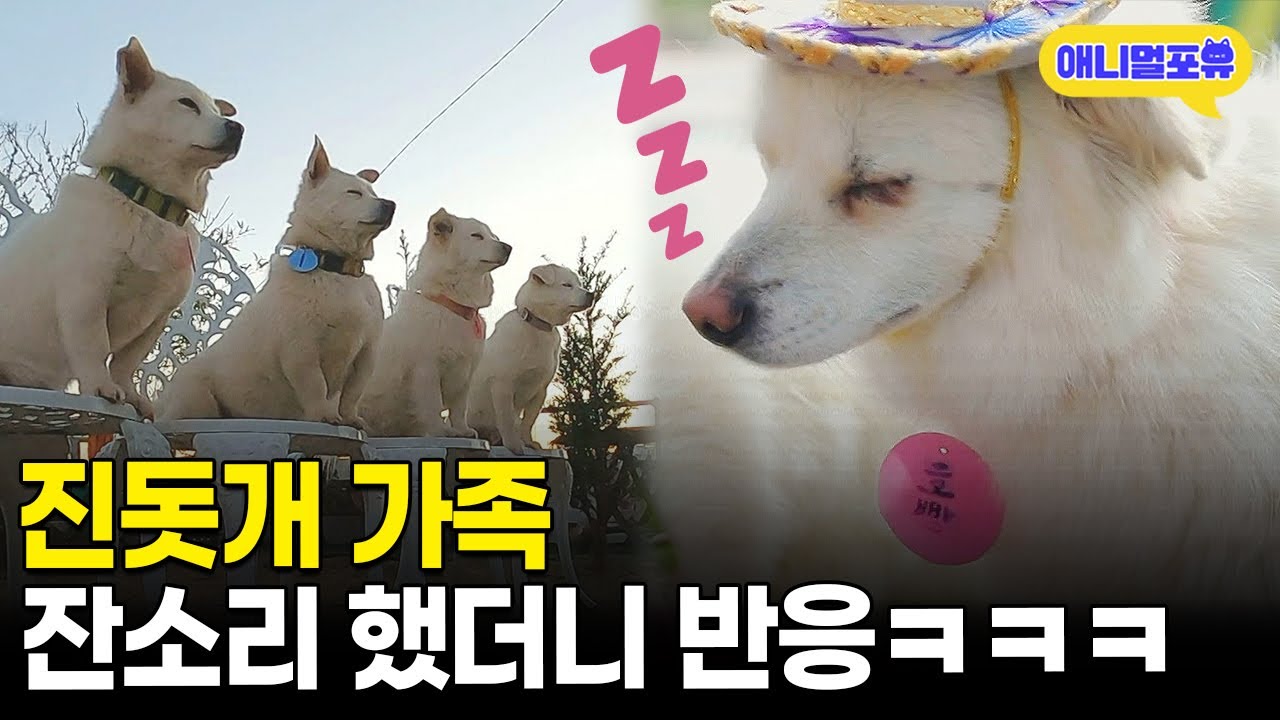 귀여움이 4배! 강화도 황산도 호빵이 가족 I KBS 동물극장 단짝 230429 방송