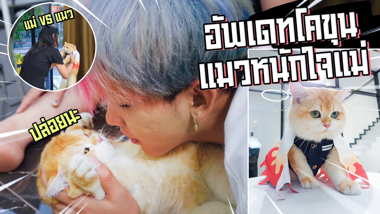 อัพเดต โคขุน แมวหนักใจแม่ 2xx,xxx