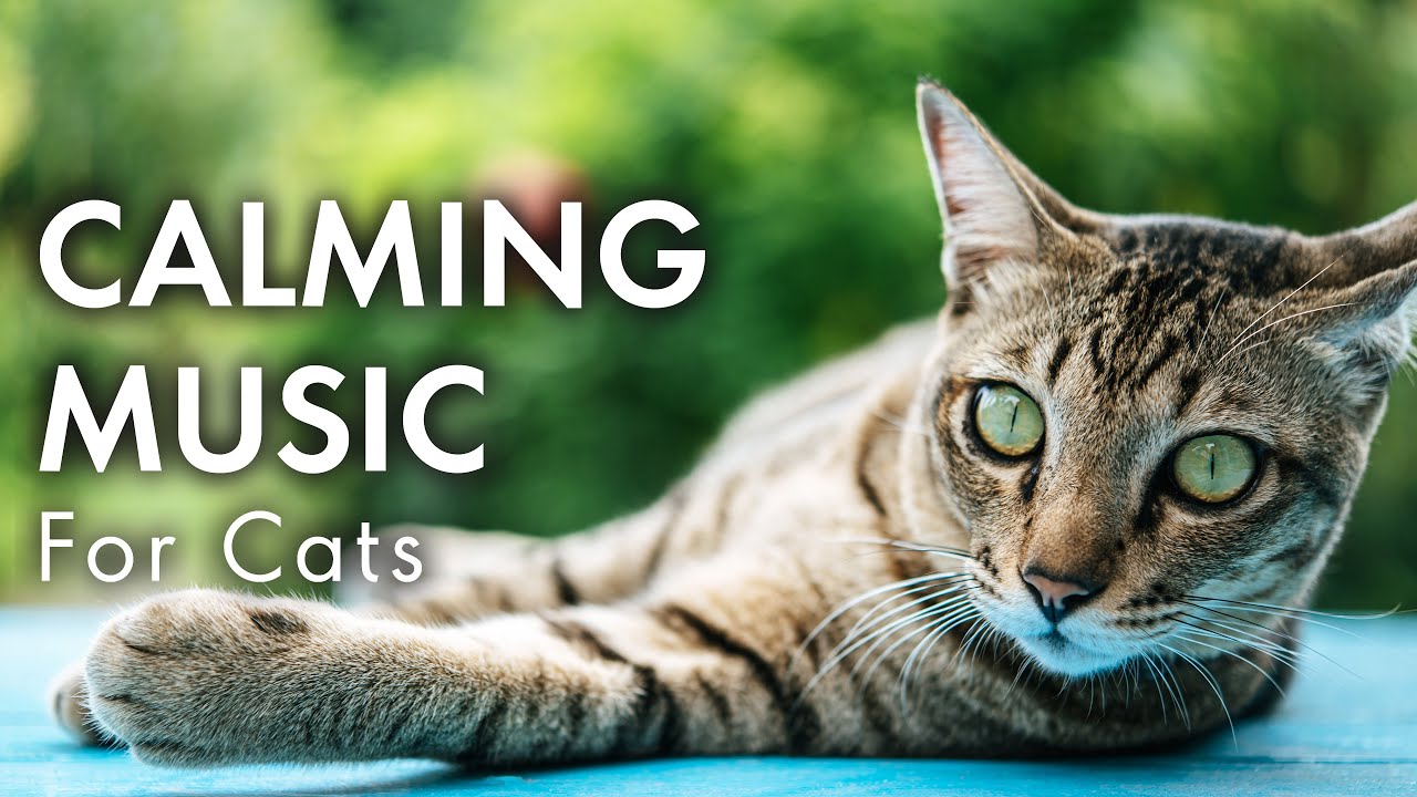 Photo inspiration: Visual Reference: Calming Music For Cats