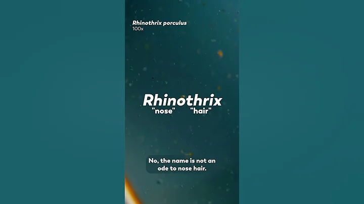 The Snub-Nosed Pig of the Microcosmos