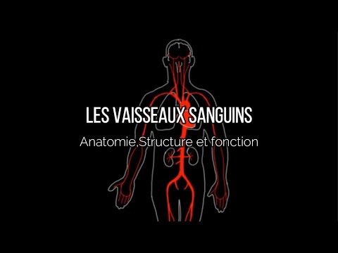 Vidéo: Anatomie, Fonction Et Diagramme De La Veine Ovarienne Droite - Cartes Corporelles