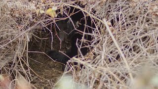 Strange sounds lead Asheville woman to bear den in backyard