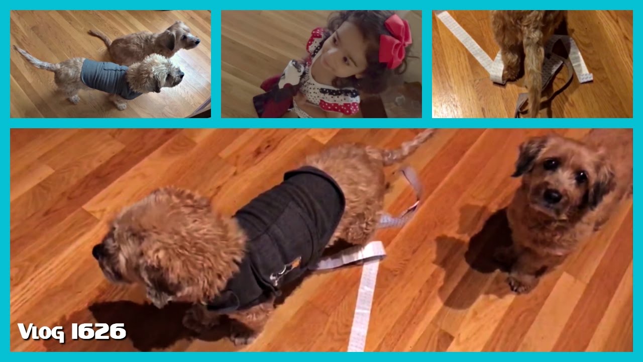 gadgets with small rotary blades DOGGIE STREAMERS