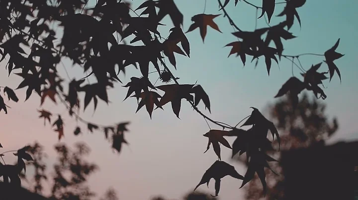 Rainy Quiet