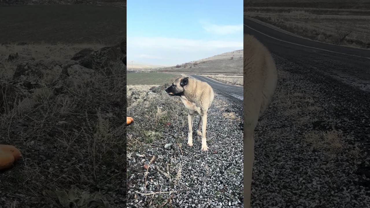 Çoban köpegi terk edilmiş şaşkın  evini arıyor 