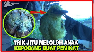 AMPUH ! MELOLOH ANAK BURUNG KEPODANG SAMPAI DEWASA JADI PEMIKAT JITU