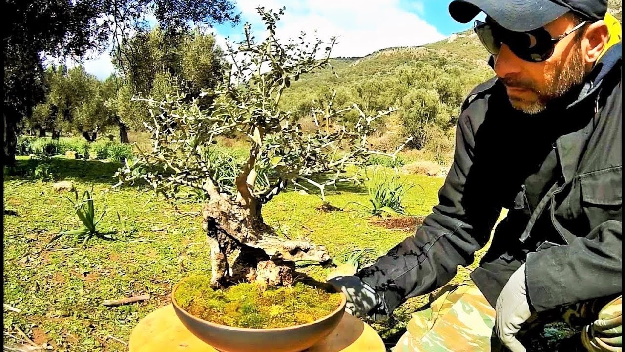 1st Repotting Very Old Wild Olive Tree Bonsai - Amazing ...