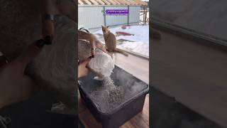 Так, подруга, дышим! учу Альбу жить заново🤞🏽 #комнатныерастения #plants #garden #монстера