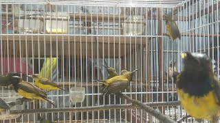 How to Choose a Sogon Fighter in Ombyokan - Latest Sogon Prices