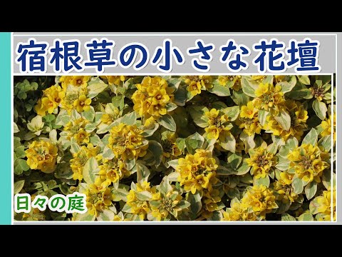 宿根草 多年草11種類で作る小さな花壇 ガーデニングvlog 多年草 グランドカバー 園芸 Youtube