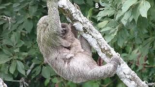 Canopy Tower Three Toed Sloth with two Babies!