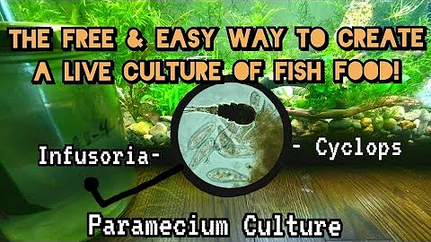 The Free & Easy Trick To Raise More Fry, Faster: How to Grow Live Cultures of Paramecium & Infusoria - DayDayNews